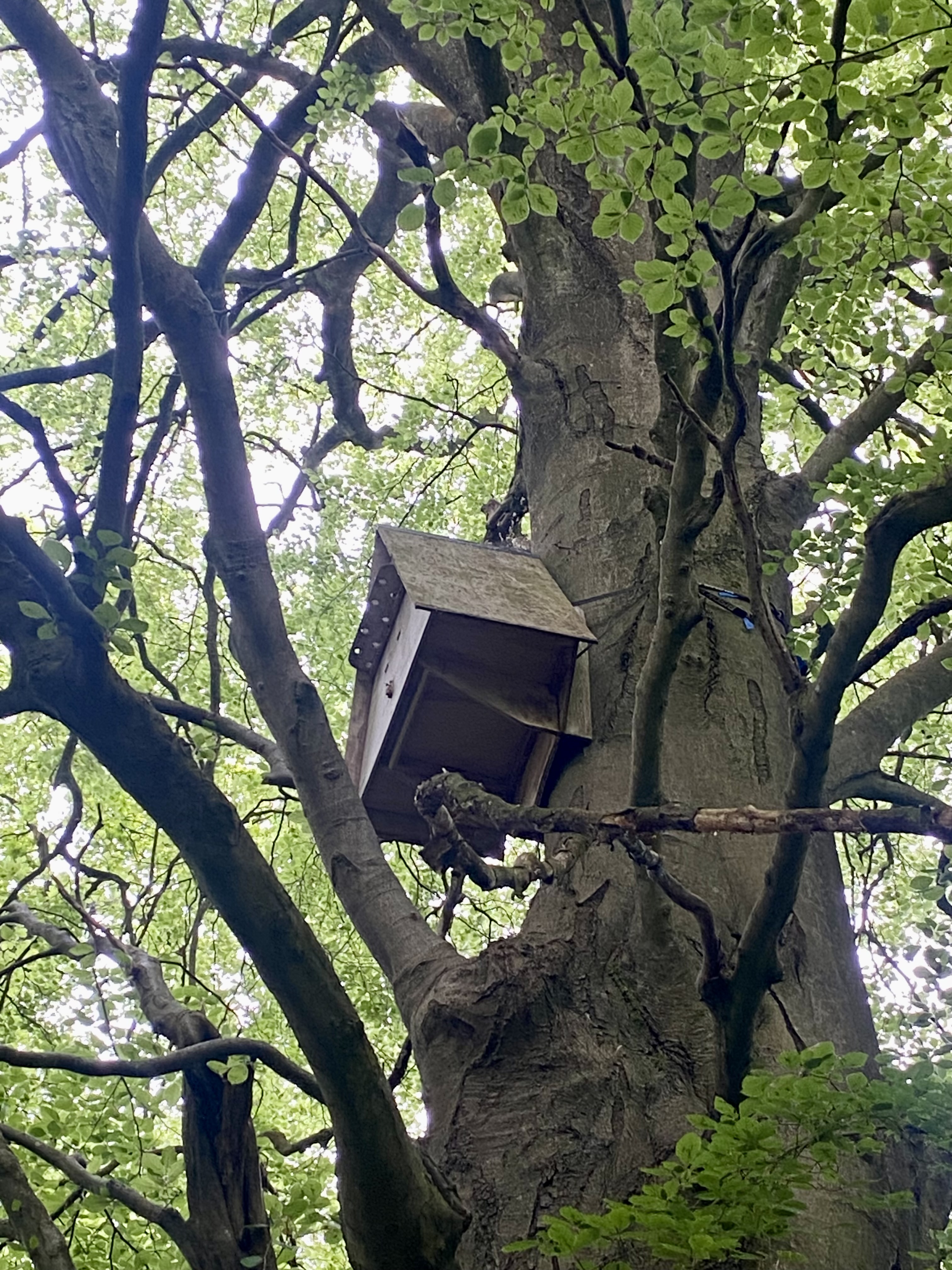 How to build a bird box with the Friends of Limpsfield Common Nest Box Kit
